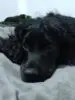 Petros