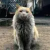 gatosuciox